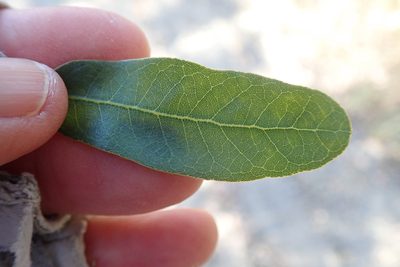 Quercus engelmannii, photographed by Millie Basden