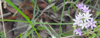 Allium drummondii