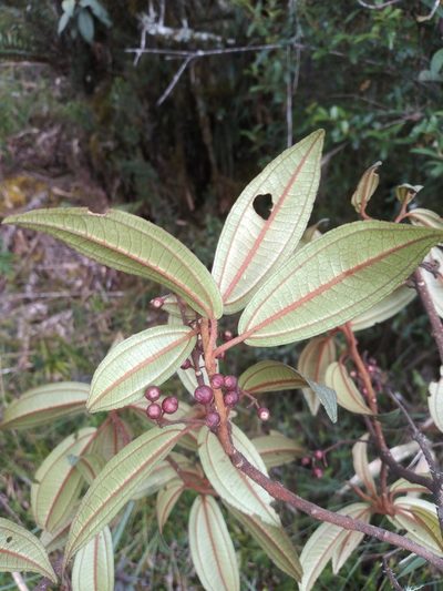 Miconia flavescens, photographed by Alfredo F. Fuentes Claros