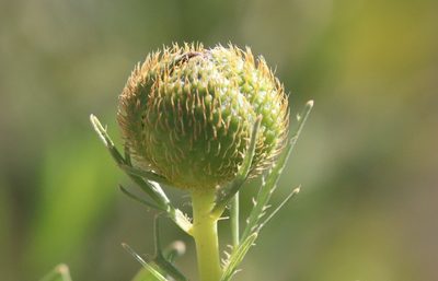 Romneya trichocalyx, photographed by Millie Basden