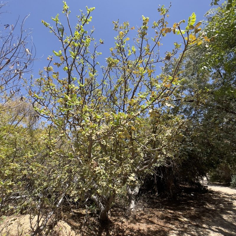 Cyrtocarpa edulis, photographed by Bill Levine