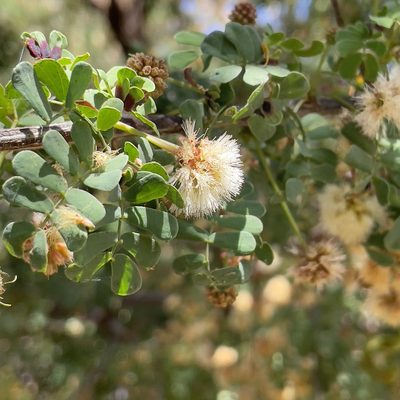 Senegalia peninsularis, photographed by Bill Levine