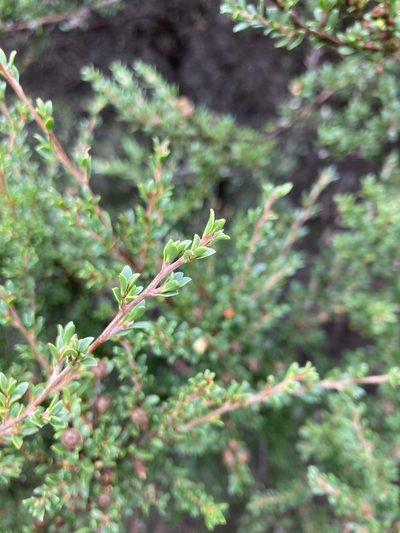 Leptospermum rupestre, photographed by krumpianking