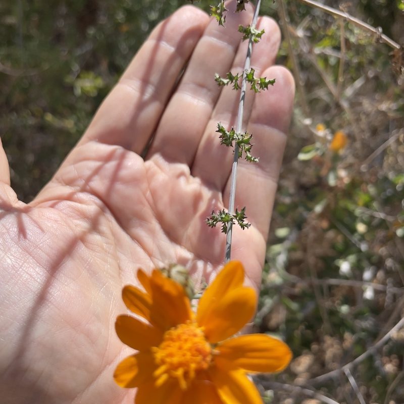 Adenophyllum speciosum, photographed by Bill Levine