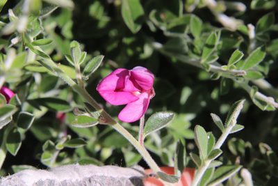 Pickeringia montana, photographed by Millie Basden