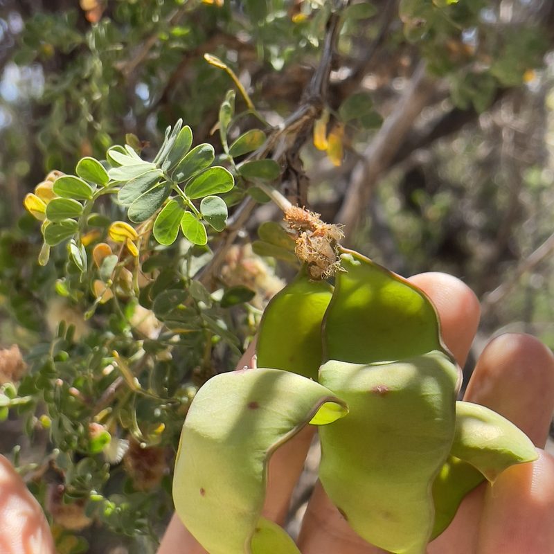 Senegalia peninsularis, photographed by Bill Levine