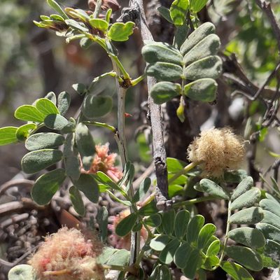 Senegalia peninsularis, photographed by Bill Levine