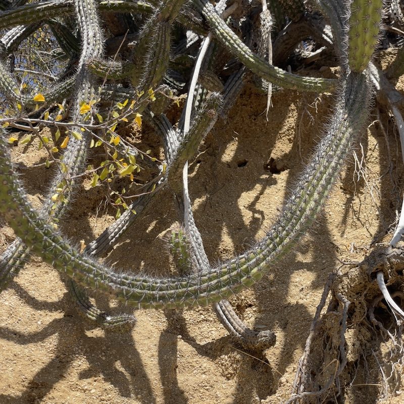 Stenocereus gummosus, photographed by Bill Levine