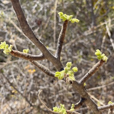 Cyrtocarpa edulis, photographed by Bill Levine