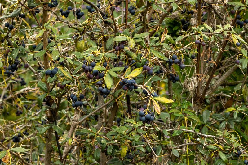 Berberis commutata, photographed by Thibaud Aronson