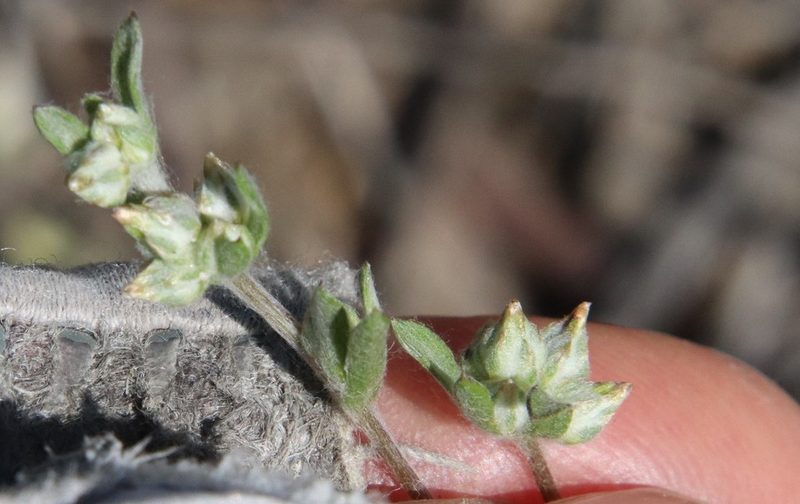 Logfia filaginoides, photographed by Millie Basden