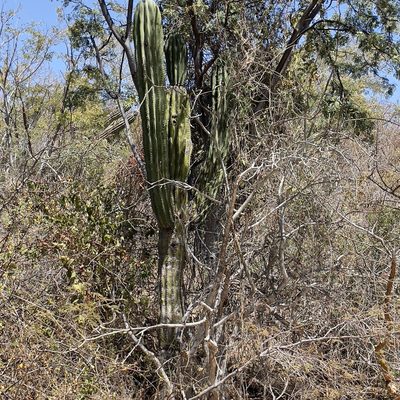 Pachycereus pringlei, photographed by Bill Levine