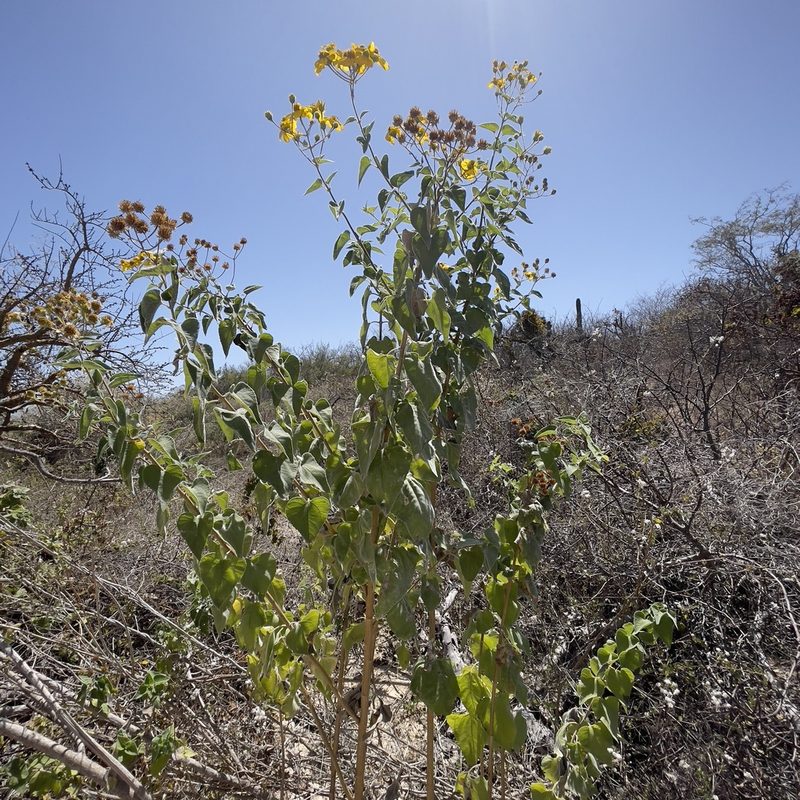 Bahiopsis tomentosa, photographed by Bill Levine