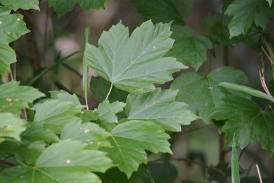 Acer diabolicum, photographed by harum.koh