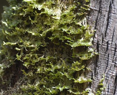 Neckera pennata, photographed by Bex Goreham