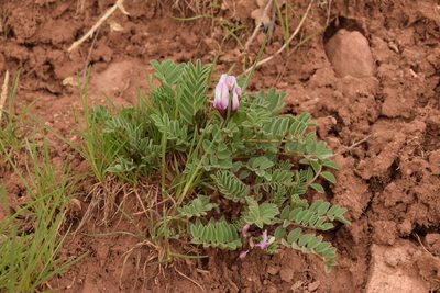 Astragalus cibarius, photographed by Mitch Van Dyke