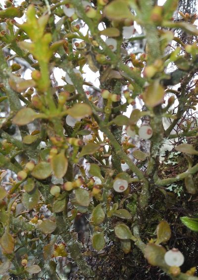 Dendrophthora pearcei, photographed by Alfredo F. Fuentes Claros