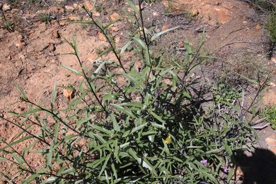 Helianthus gracilentus, photographed by Millie Basden