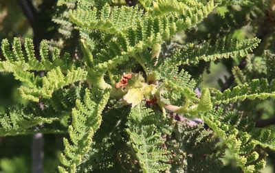 Chamaebatia australis, photographed by Millie Basden