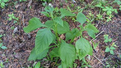 Verbesina virginica, photographed by Joseph Aubert