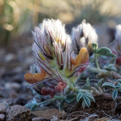 Dalea jamesii, photographed by Andrew Tree