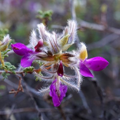 Dalea formosa, photographed by Andrew Tree