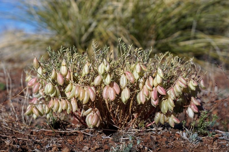Astragalus allochrous, photographed by Andrew Tree