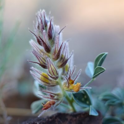 Dalea jamesii, photographed by Andrew Tree