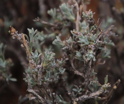 Oedera humilis, photographed by Tony Rebelo