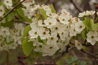 Pyrus calleryana, photographed by Mitch Van Dyke