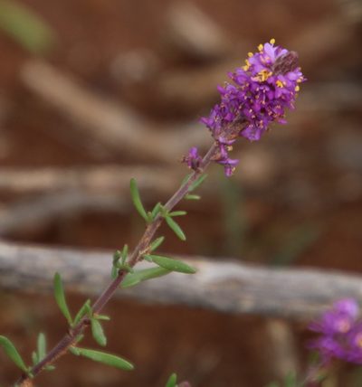 Selago centralis, photographed by Tony Rebelo