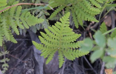 Pentagramma glanduloviscida, photographed by Millie Basden