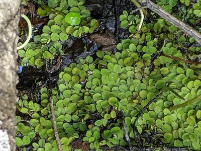 Salvinia minima, photographed by Jessica Utrup