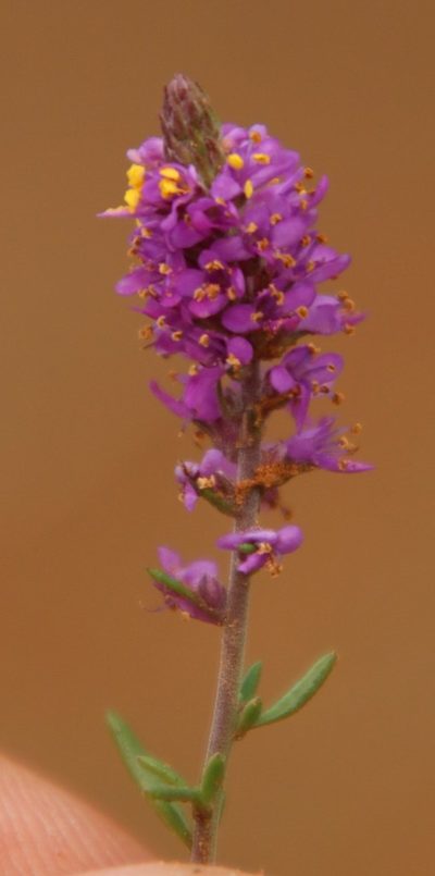 Selago centralis, photographed by Tony Rebelo