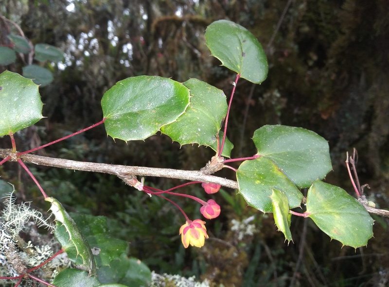Berberis agapatensis, photographed by Alfredo F. Fuentes Claros