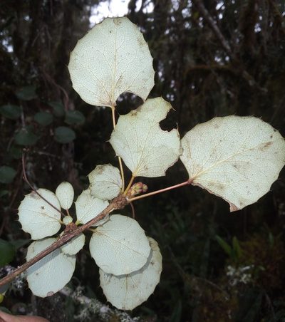 Berberis agapatensis, photographed by Alfredo F. Fuentes Claros