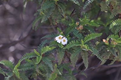 Chamaebatia australis, photographed by Millie Basden