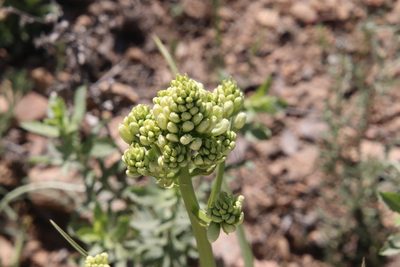 Toxicoscordion fremontii, photographed by Millie Basden