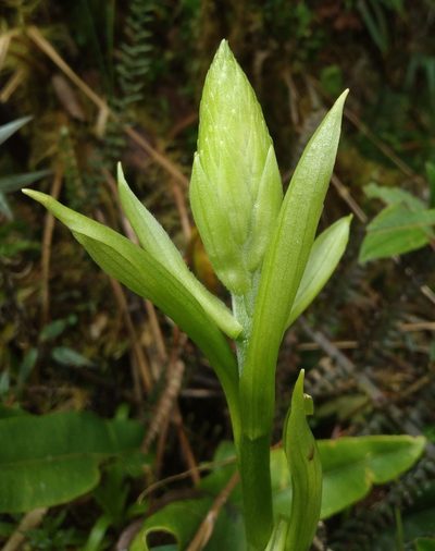 Gomphichis plantaginifolia, photographed by Alfredo F. Fuentes Claros
