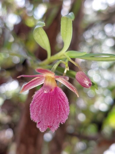 Epidendrum cleistocoleum, photographed by Daniel Mesa
