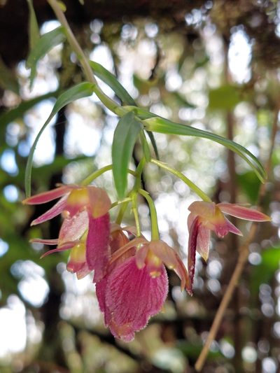 Epidendrum cleistocoleum, photographed by Daniel Mesa