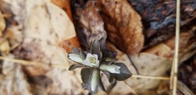 Obolaria virginica, photographed by Hila Taylor