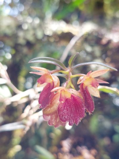 Epidendrum cleistocoleum, photographed by Daniel Mesa