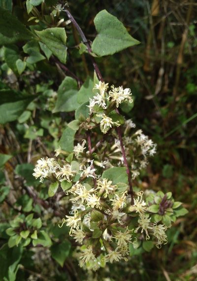 Mikania dictyota, photographed by Alfredo F. Fuentes Claros