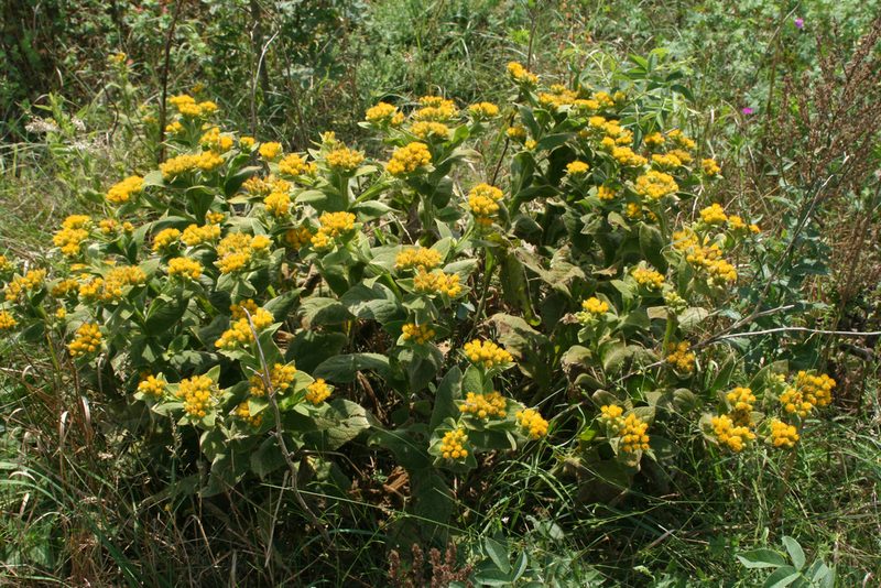 Inula thapsoides, photographed by Oleg Kosterin