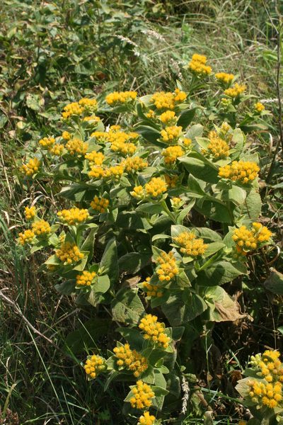 Inula thapsoides, photographed by Oleg Kosterin