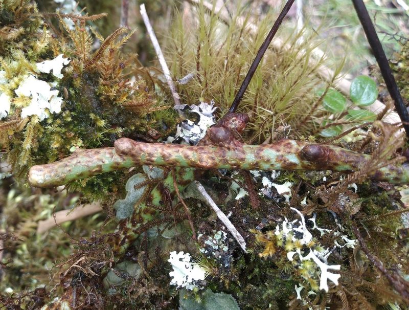 Serpocaulon crystalloneuron, photographed by Alfredo F. Fuentes Claros