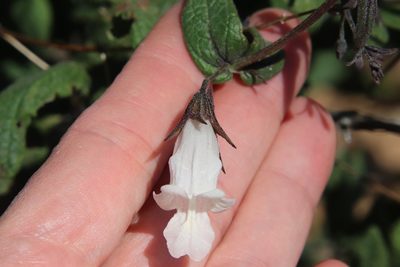 Lepechinia ganderi, photographed by Millie Basden