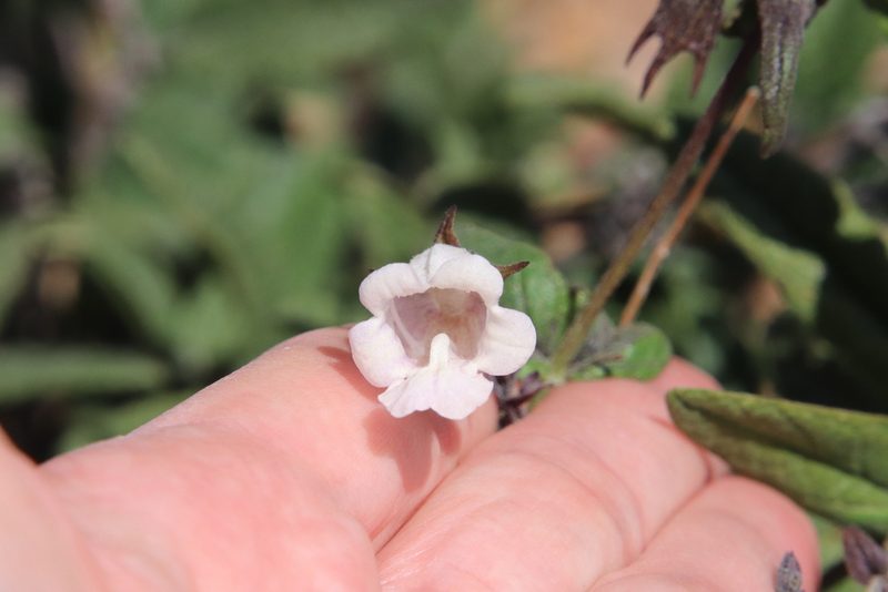 Lepechinia ganderi, photographed by Millie Basden