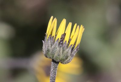 Helianthus gracilentus, photographed by Millie Basden